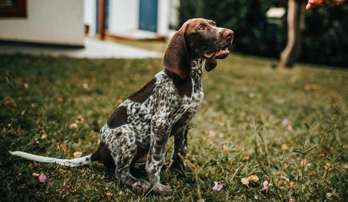 German Shorthaired Pointer puppy holding a calm sit in a backyard