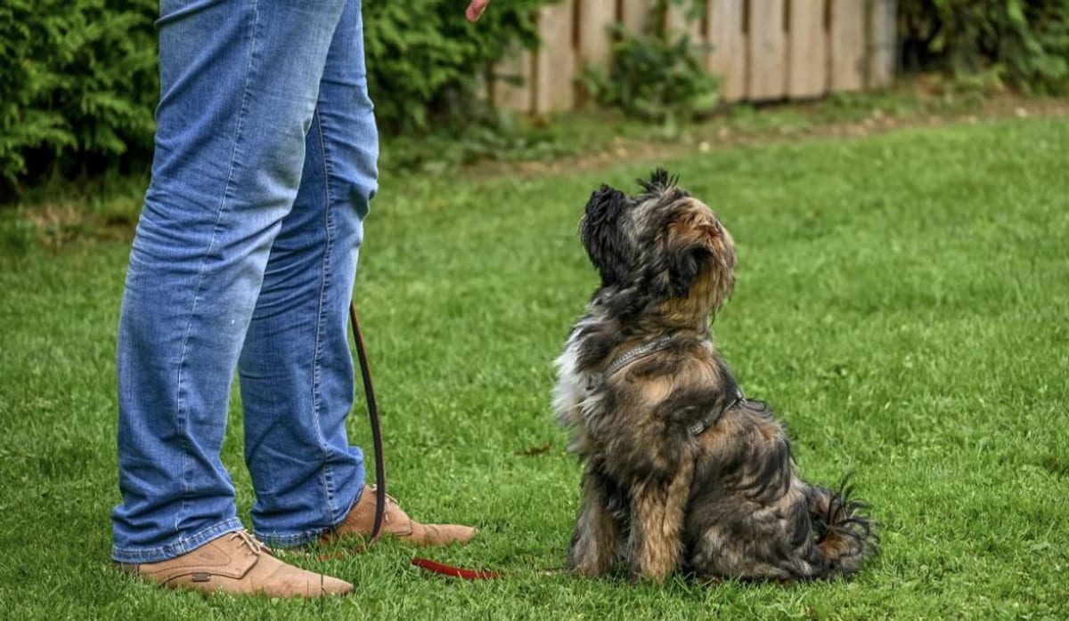 Small dog focused on the handler in a steady sit at attention