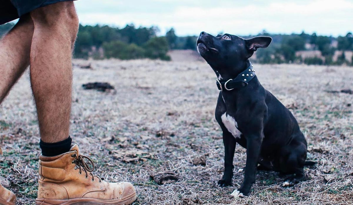 Handler with a focused pit-mix sitting at attention in an open field
