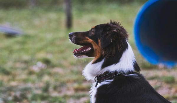 Australian Shepherd in profile, focused away from camera